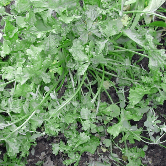 Wrinkled Crinkled Crumpled' Cress – Experimental Farm Network Seed Store