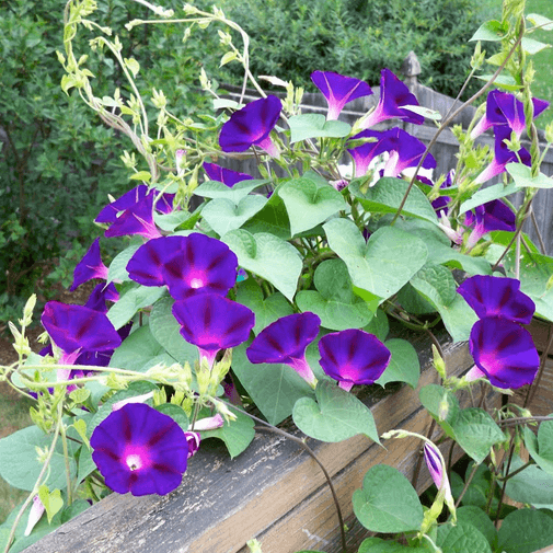 Grandpa Ott Morning Glory Seeds - SeedStore.com