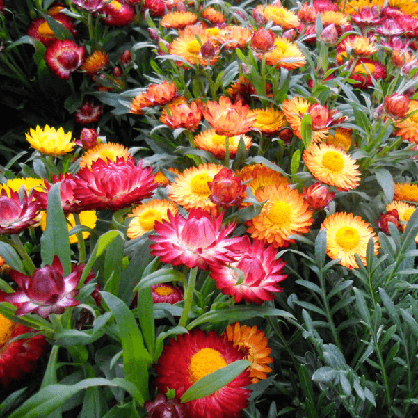 Strawflower Seed- Tall Mixed : Excellent Dried Flowers.