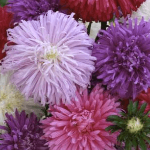 Ostrich Feather Mix Aster Seeds - SeedStore.com