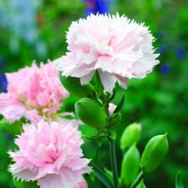 La France Carnation Seeds - SeedStore.com