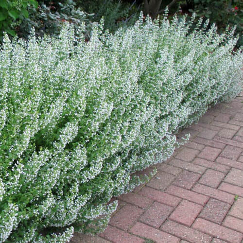 Common White Catmint Seeds