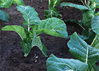 Premier Kale Seeds 