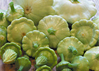 Bennings Green Tint Scallop Squash Seeds 