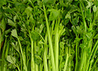 Tall Utah 52-70 Celery Seeds 