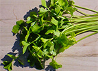 Chinese Light Green Celery Seeds 