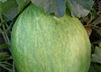 Crenshaw Melon Seeds 