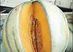 Charentais Melon Seeds