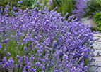 Munstead Lavender Seeds 