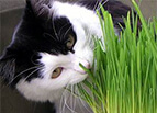 Cat Grass Seeds 