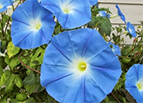 Heavenly Blue Morning Glory Seeds 