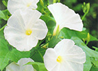 Pearly Gates Morning Glory Seeds 