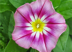 Rose Ensign Morning Glory Seeds 