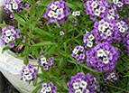 Violet Queen Alyssum Seeds 