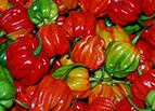 Aji Dulce Pepper Seeds