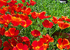 Red Chief California Poppy Seeds 