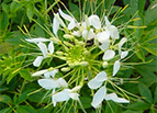 White Queen Cleome Seeds 