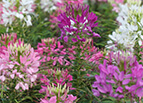 Mixed Colors Cleome Seeds 