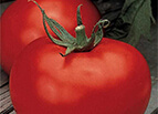  Better Boy VFN Hybrid F1 Tomato Seeds