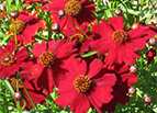 Tall Red Plains Coreopsis Seeds 