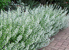 Common White Catmint Seeds 