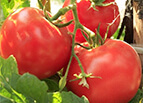 Floradade Tomato Seeds 