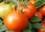 Early Girl Hybrid F1 Tomato Seeds 