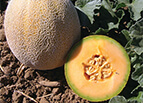 Edisto 47 Cantaloupe Seeds 