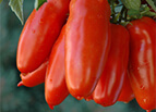San Marzano Short Vine Tomato Seeds (Determinate)