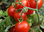 Cherry Tomato Seeds (Large Red)