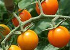 Sun Gold F1 Tomato Seeds 