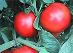 Creole Tomato Seeds 