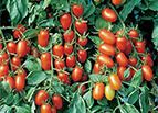 Juliet F1 Tomato Seeds 
