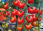 Supersweet / Super Sweet 100 F1 Tomato Seeds 