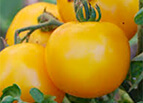 Mountain Gold Tomato Seeds 