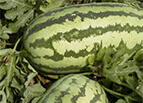 Jubilee Improved Watermelon Seeds 
