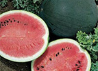 Sugar Baby Watermelon Seeds 