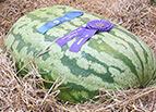 Carolina Cross Watermelon Seeds 