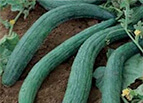 Metki Armenian Dark Green Cucumber Seeds 