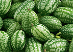 Mexican Sour Gherkin Cucumber Seeds 