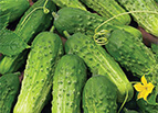 Boston Pickling Cucumber Seeds 