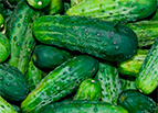 Bush Pickle F1 Hybrid Cucumber Seeds 