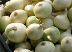 White Sweet Spanish Onion Seeds 