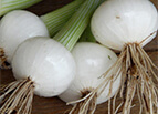 Crystal White Wax Onion Seeds 