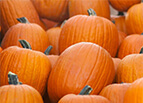 Jack O Lantern Pumpkin Seeds 