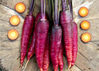 Cosmic Purple Carrot Seeds 