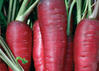 Atomic Red Carrot Seeds 