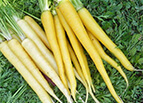 Solar Yellow Carrot Seeds 