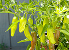 Golden Greek Pepperoncini Pepper Seeds