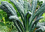 Lacinato Kale Seeds 